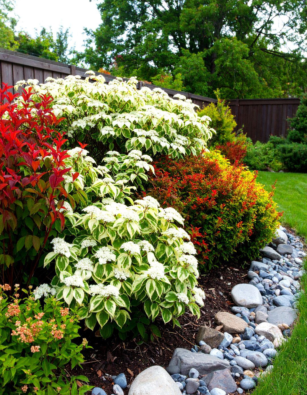 Designing with Variegated Red Twig Dogwood - 30 red twig dogwood landscape design ideas