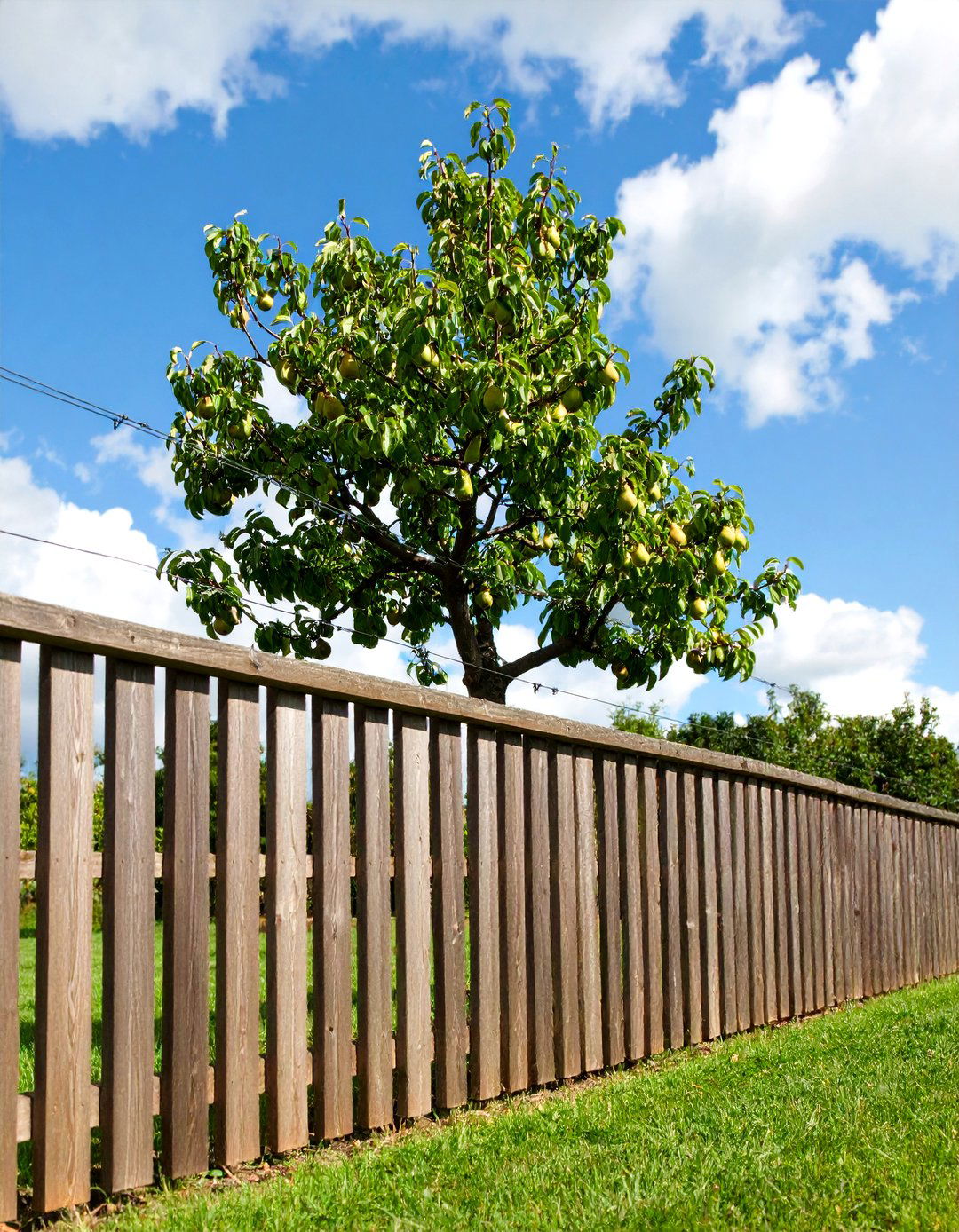 Espalier Wire Garden Fencing - 30 garden fencing ideas