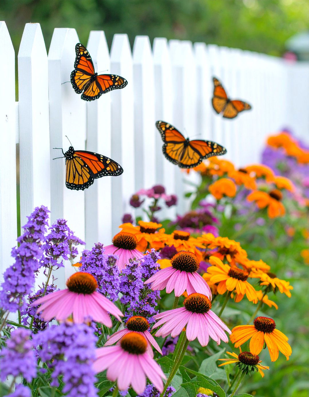 Establishing a Butterfly Garden Habitat Along the Fence Line - 30 simple fence line landscaping ideas