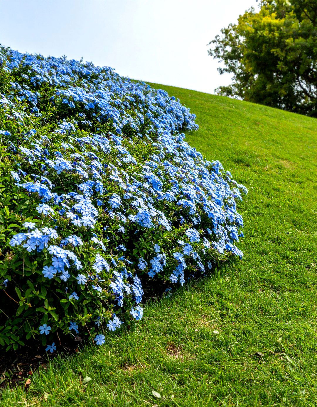 Firefly Create a high quality image with extra brightness of a gentle grassy slope cover - 30 plumbago landscaping ideas