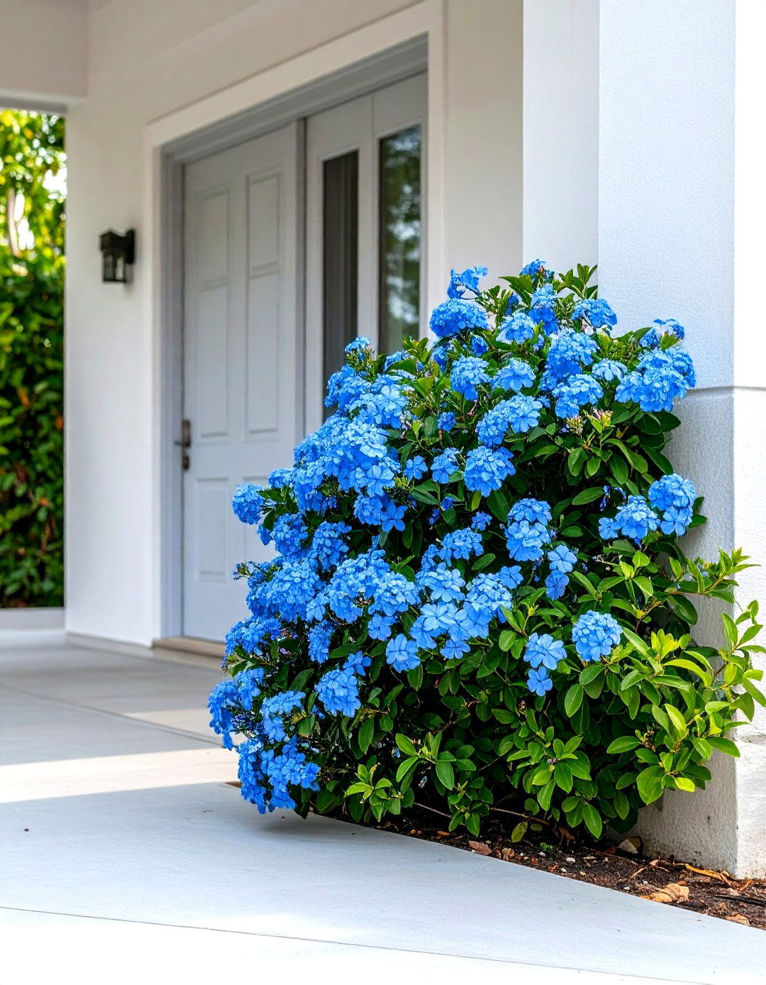 Firefly Create a high quality image with extra brightness of a mounding plumbago shrub pl - 30 plumbago landscaping ideas