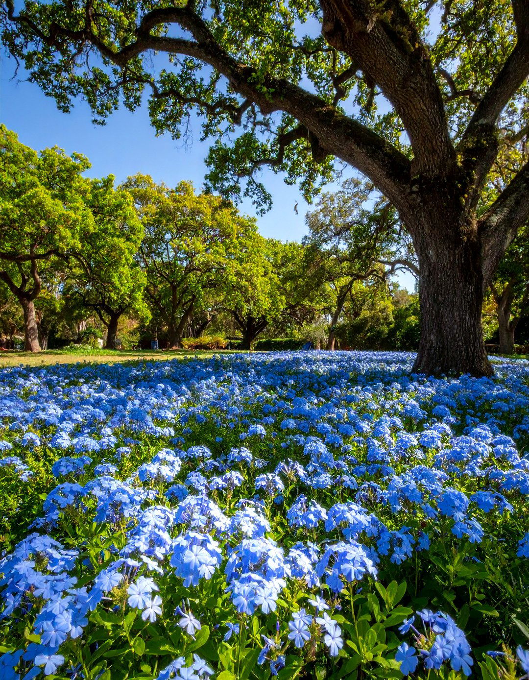 Firefly Create a high quality image with extra brightness of a sea of blue plumbago used - 30 plumbago landscaping ideas