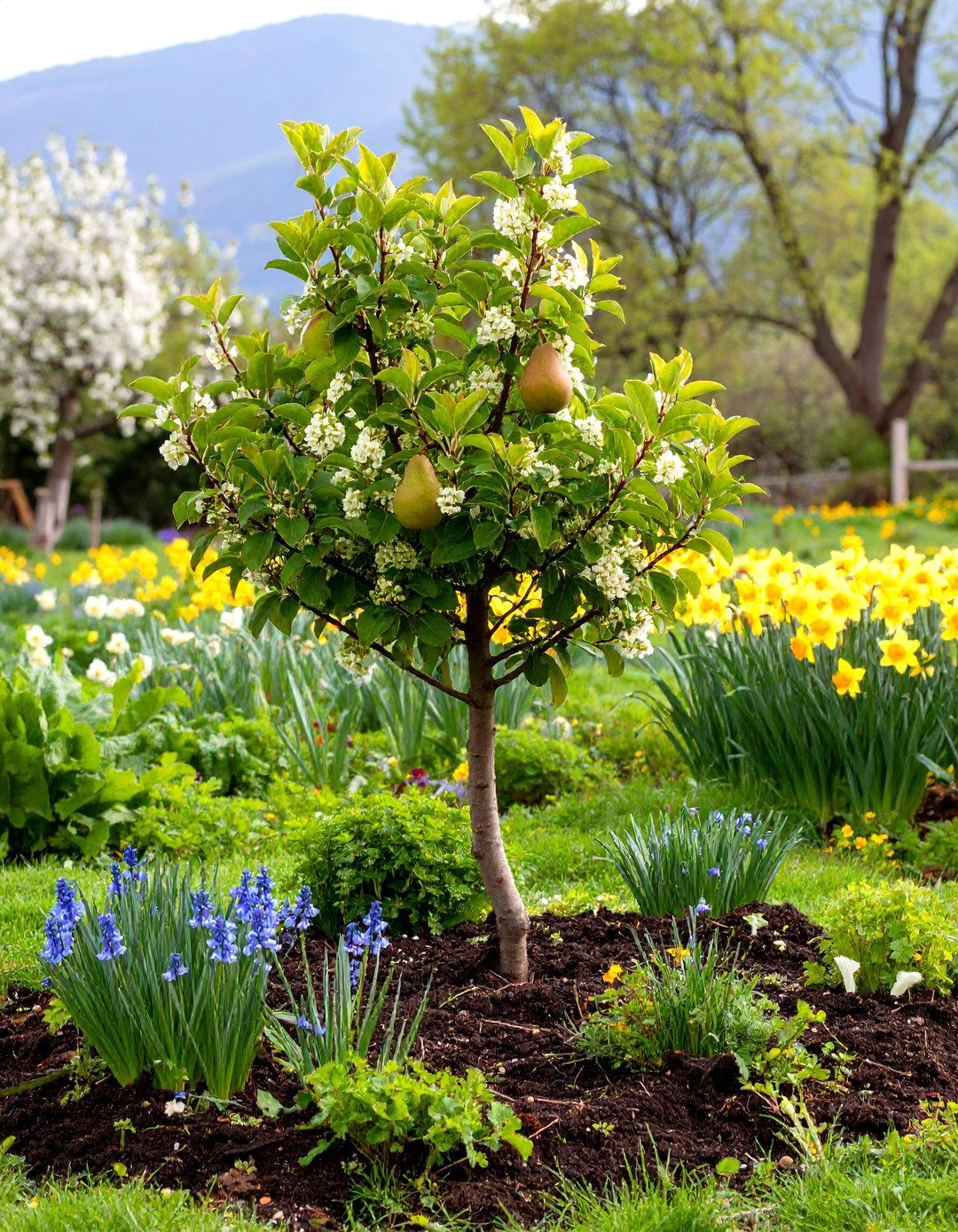 Grouping Plants into Guilds - 30 sustainable garden design ideas