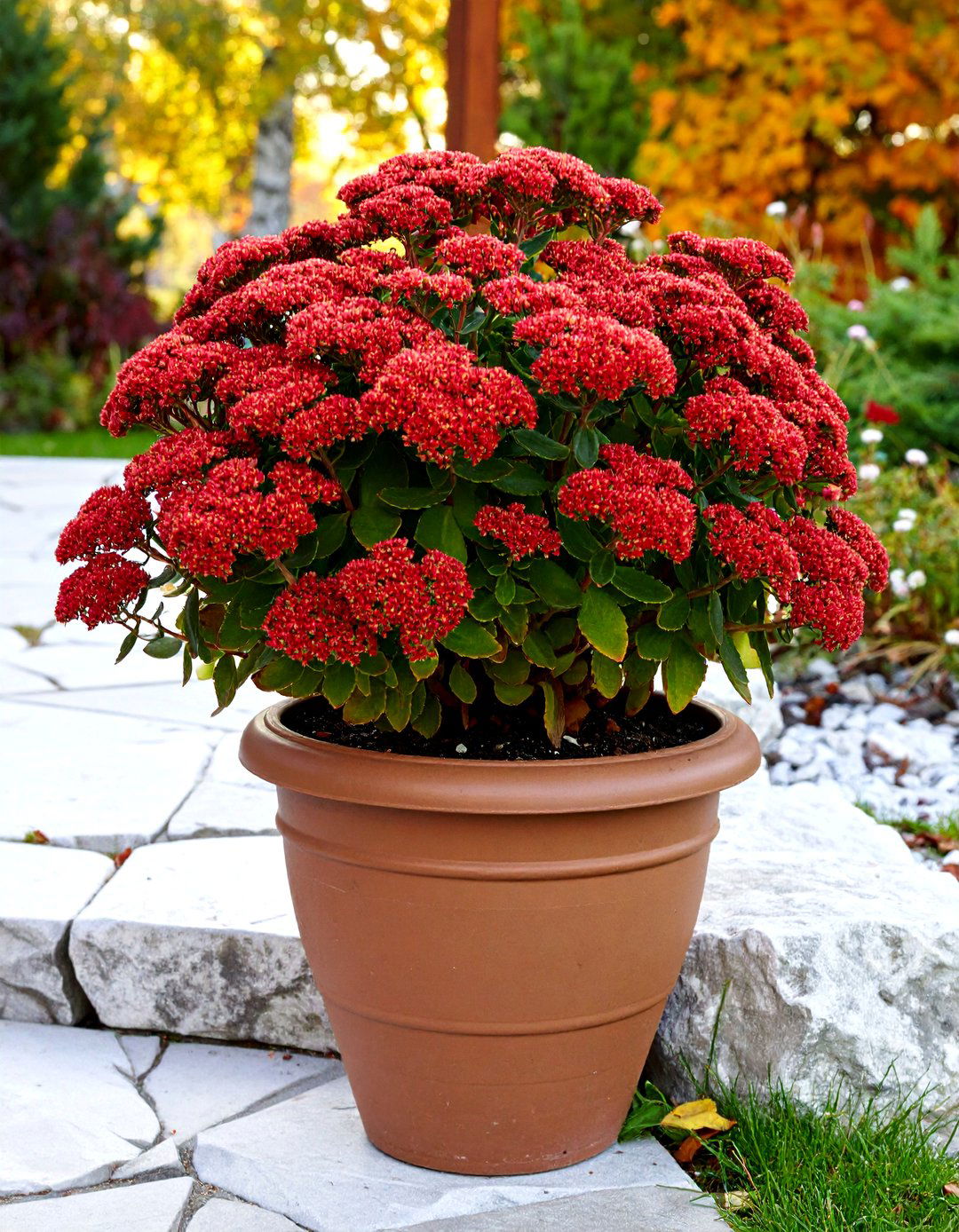 Hardy Sedum Autumn Joy