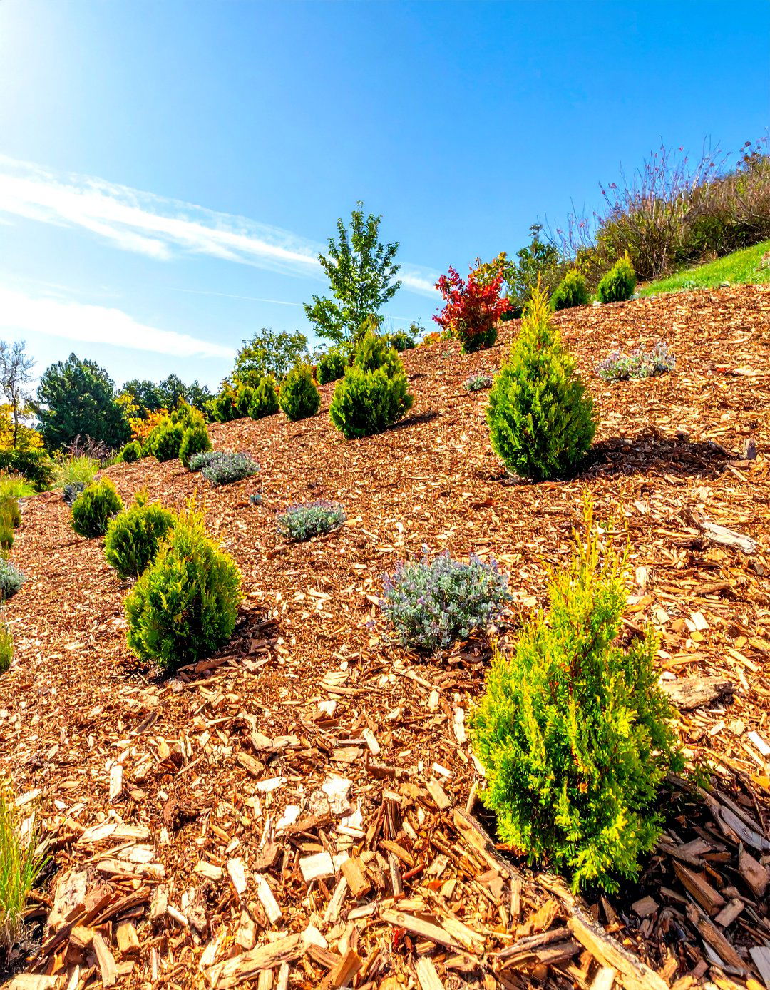 Heavy Mulching with Free Wood Chips - 30 steep hillside landscaping ideas on a budget