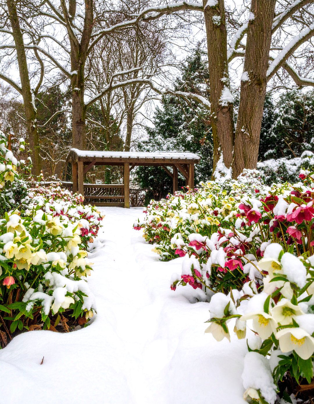 Hellebores for Late Winter Color in a Perennial Shade Garden - 30 perennial shade garden ideas
