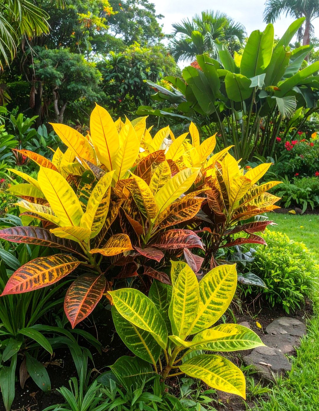 Incorporating Bromeliads into a Tropical Garden - 30 tropical garden ideas