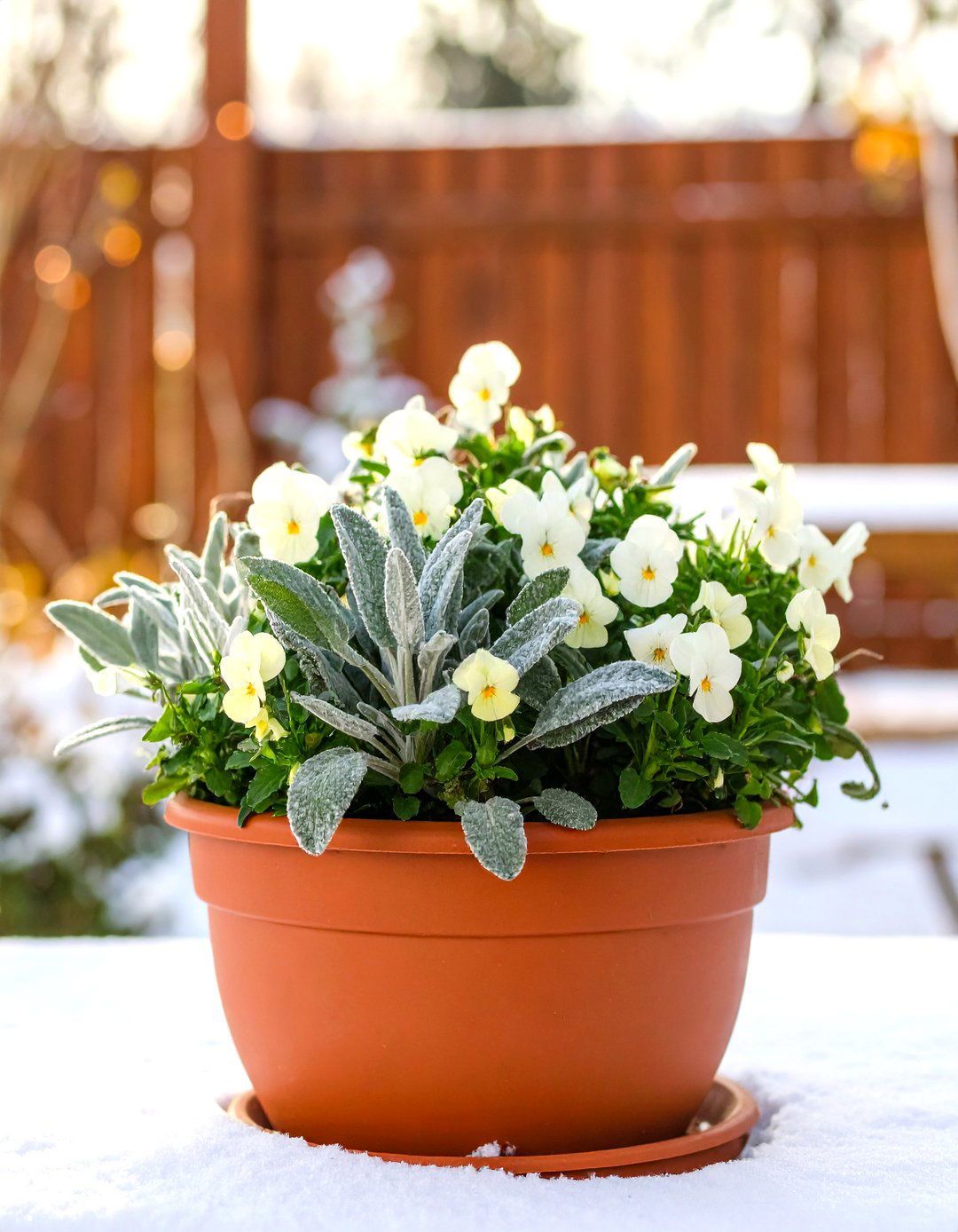 Lambs Ear and White Pansy Winter Planter - 30 outdoor winter planter ideas