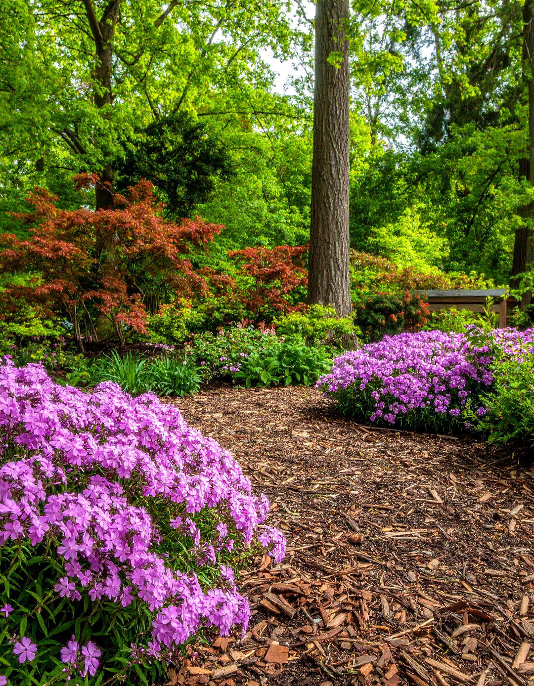 Low Growing Groundcover with Mulch - 30 front yard mulch ideas