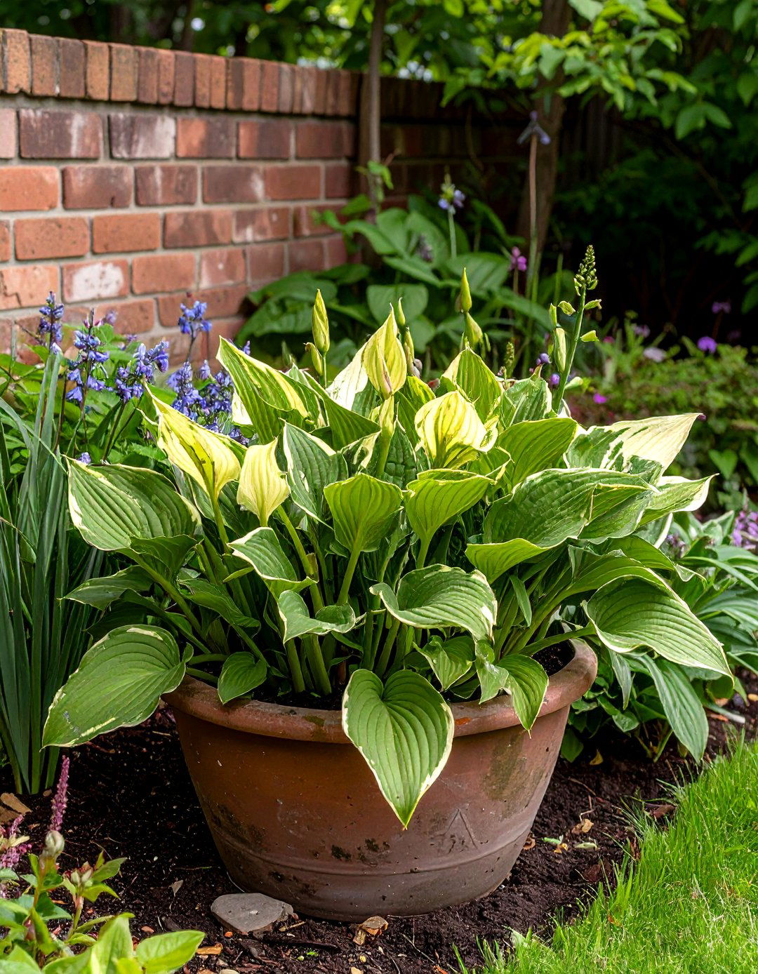 Lush Hostas for Shady Patios - 30 patio plants ideas