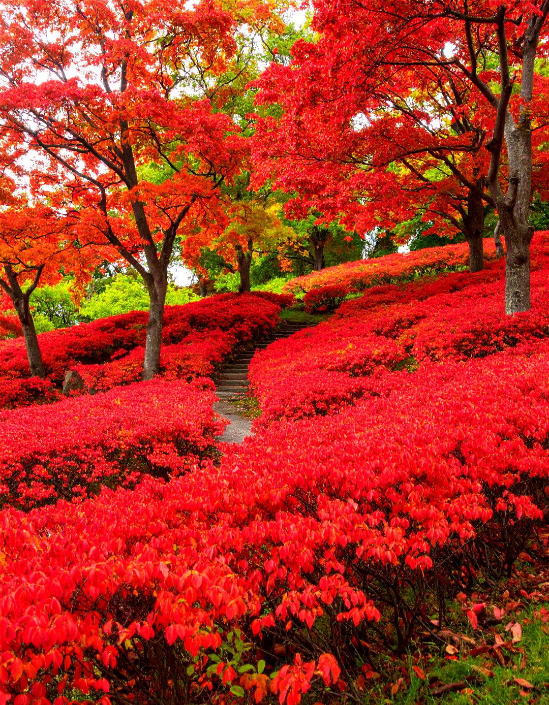 Mass Planting Red Twig Dogwood for Impact - 30 red twig dogwood landscape design ideas