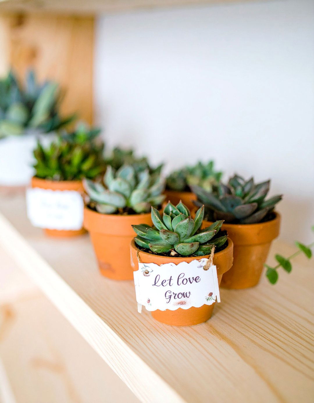 Mini Succulent Plant Favors - 30 sprinkle baby shower ideas
