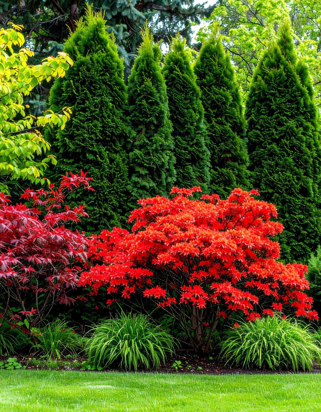 Pairing Red Twig Dogwood with Evergreens - 30 red twig dogwood landscape design ideas