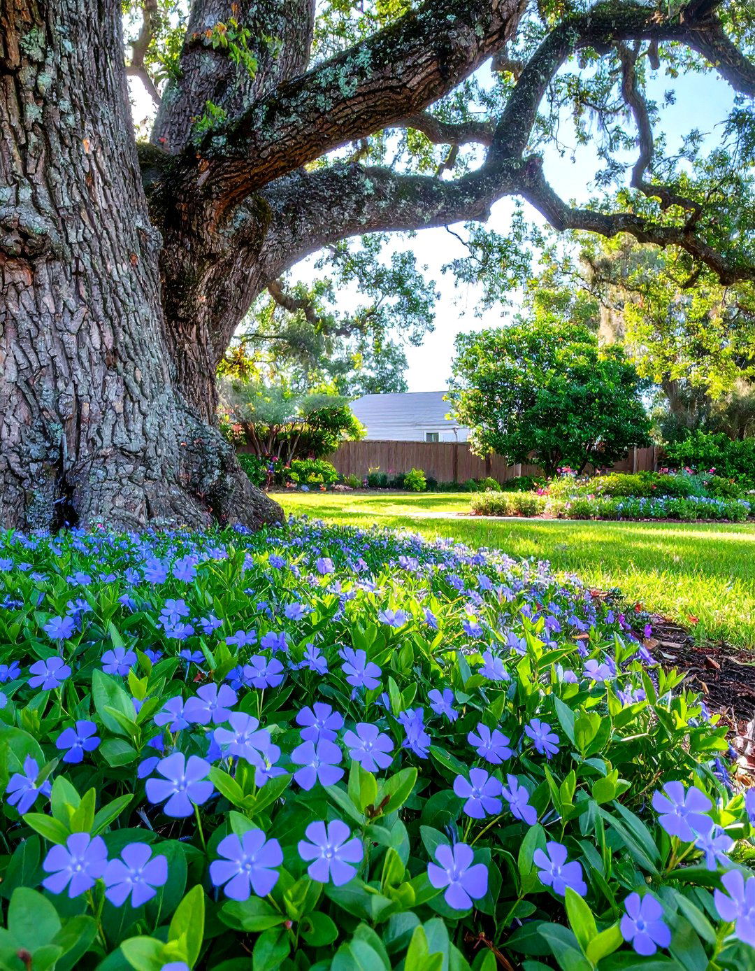 Plant Ground Cover in Shady Spots - 30 simple backyard landscaping ideas