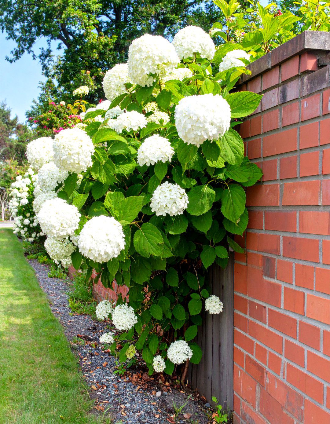 Planting Climbing Hydrangeas Directly on the Fence Line - 30 simple fence line landscaping ideas