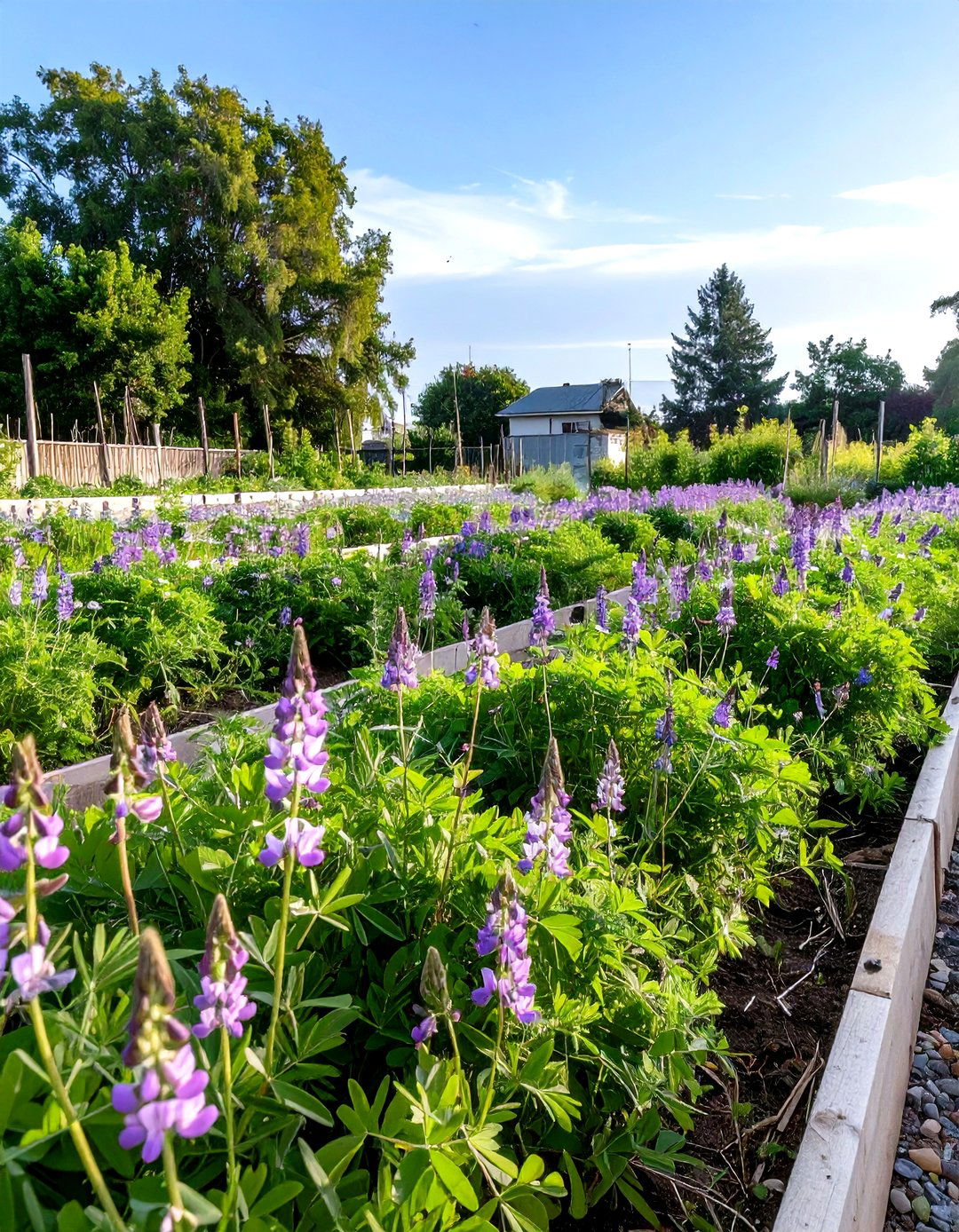 Planting Cover Crops for Soil Health - 30 sustainable garden design ideas
