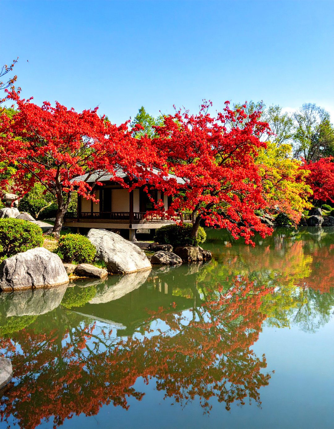 Red Twig Dogwood Near a Water Feature - 30 red twig dogwood landscape design ideas