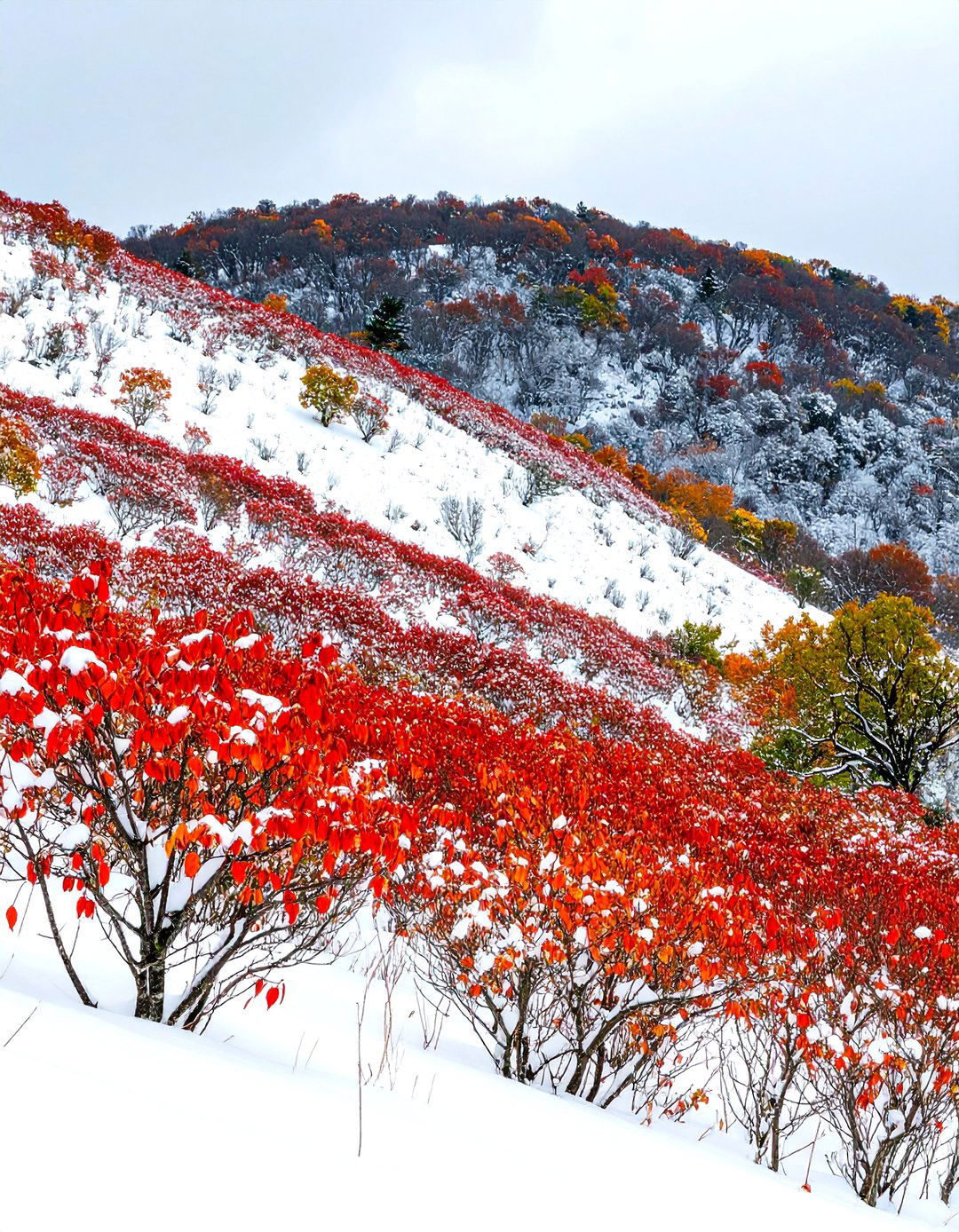 Red Twig Dogwood for Erosion Control on Slopes - 30 red twig dogwood landscape design ideas