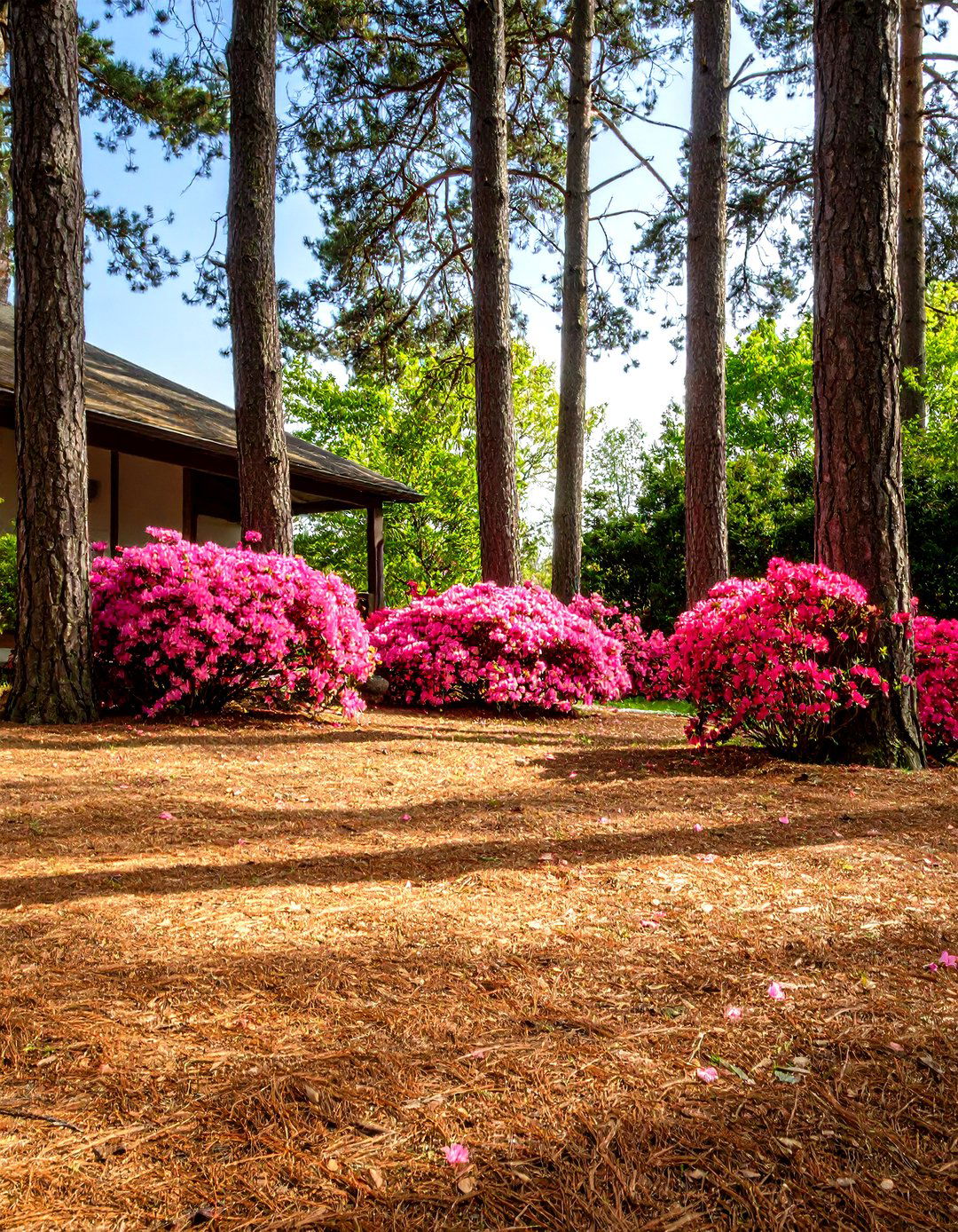 Rustic Pine Straw Mulch - 30 front yard mulch ideas