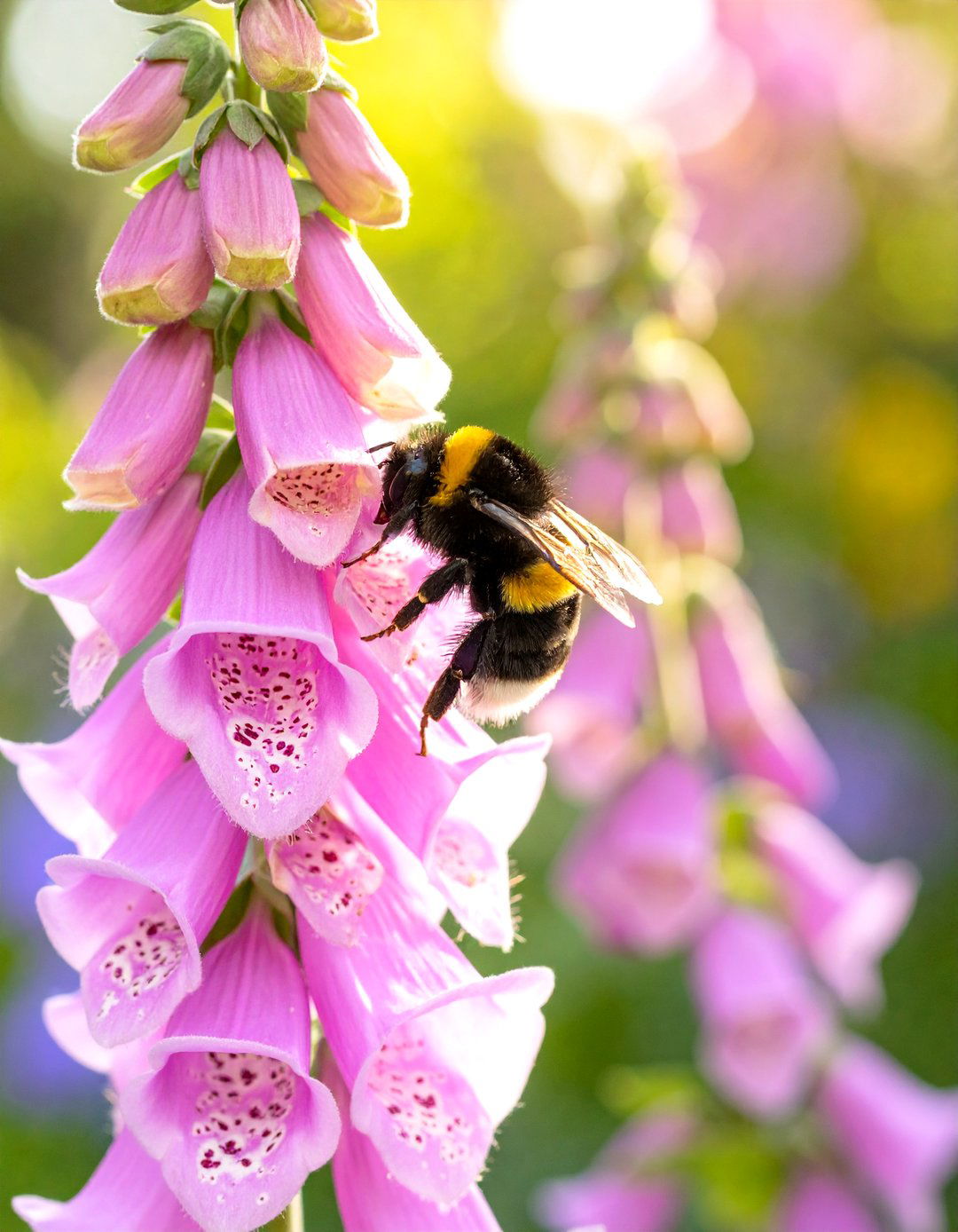 30 Shade Garden Ideas for a Lush and Green Backyard
