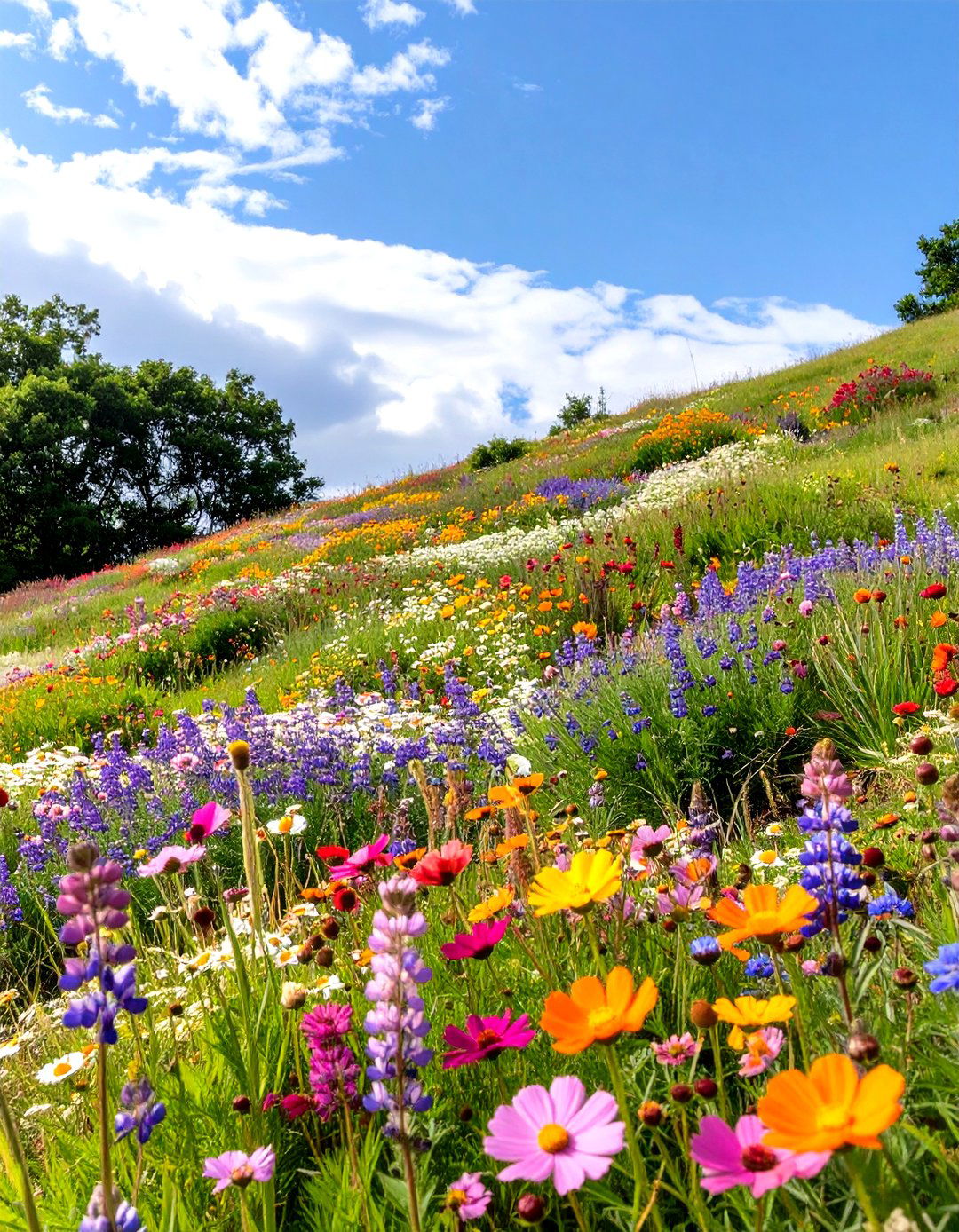 Small Sloped Backyard with a Lawn Alternative - 30 small sloped backyard ideas