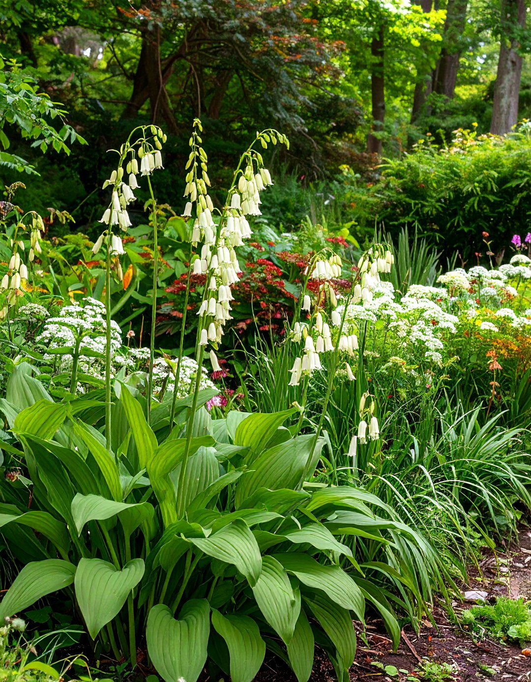 Solomons Seal for Arching Grace in a Perennial Shade Garden - 30 perennial shade garden ideas
