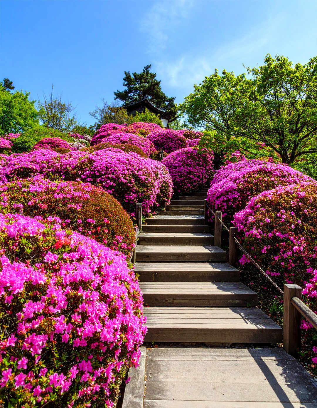 The Azalea Hillside Garden - 30 japanese garden ideas