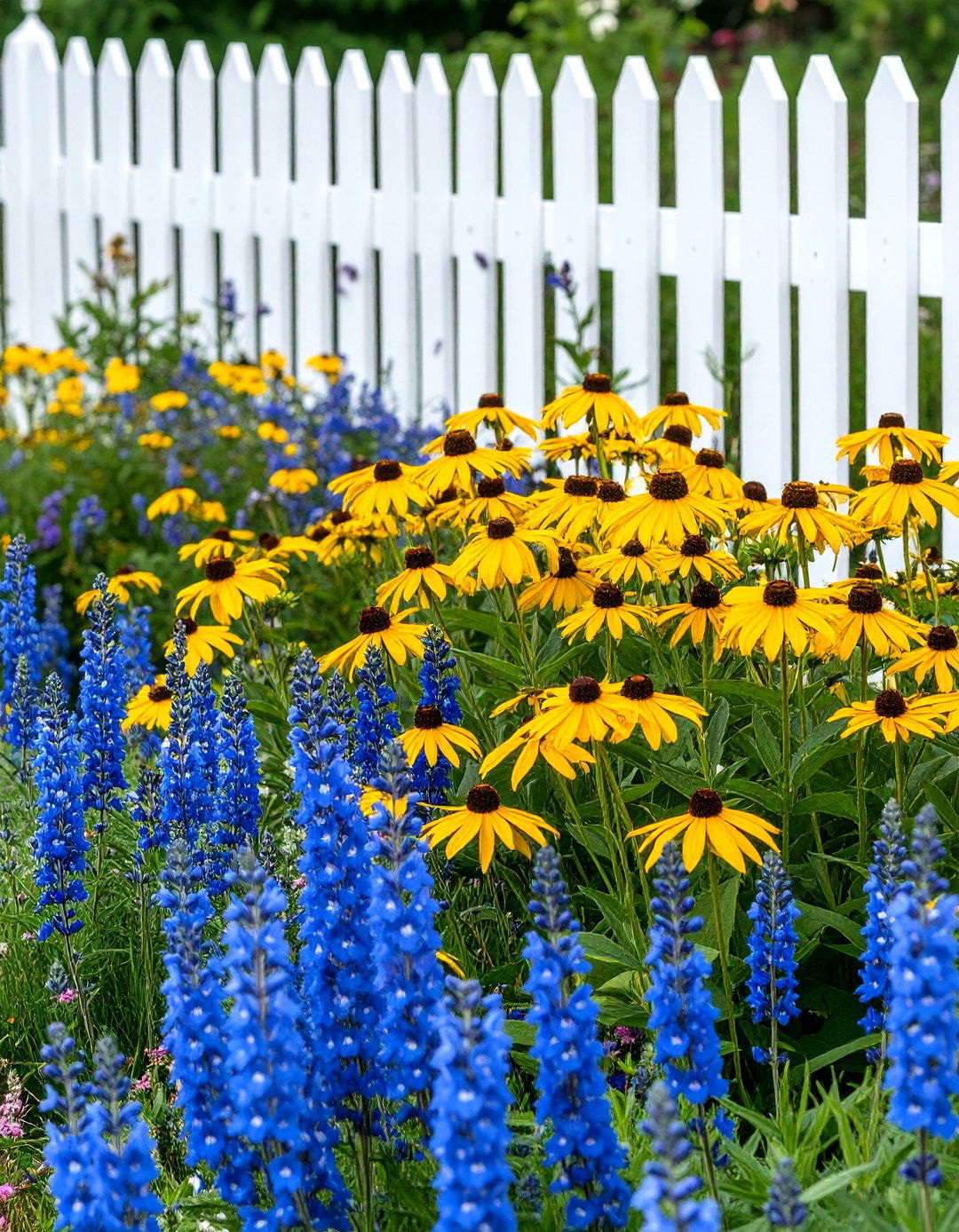 The Cheerful Yellow and Blue Garden Scheme - 30 coneflower garden design ideas