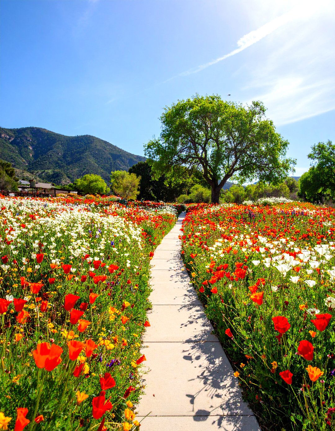 The Colorful Wildflower Meadow - 30 desert landscaping ideas