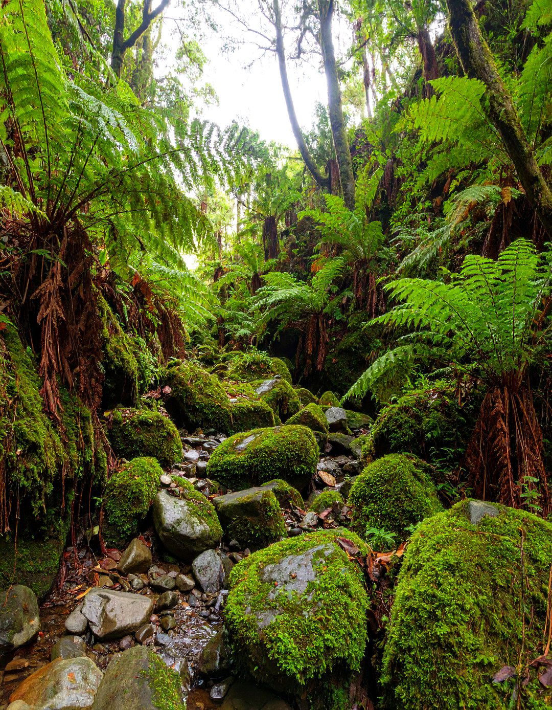 The Fern and Moss Gully - 30 hillside landscaping ideas on a budget
