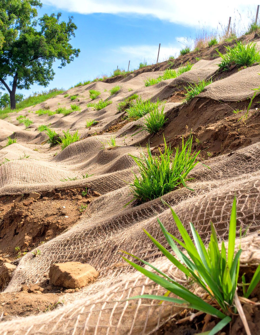 The Jute Netting and Seeding - 30 hillside landscaping ideas on a budget