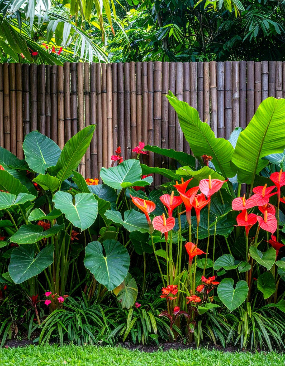 The Lush Tropical Paradise Screen - 30 fence line landscaping ideas