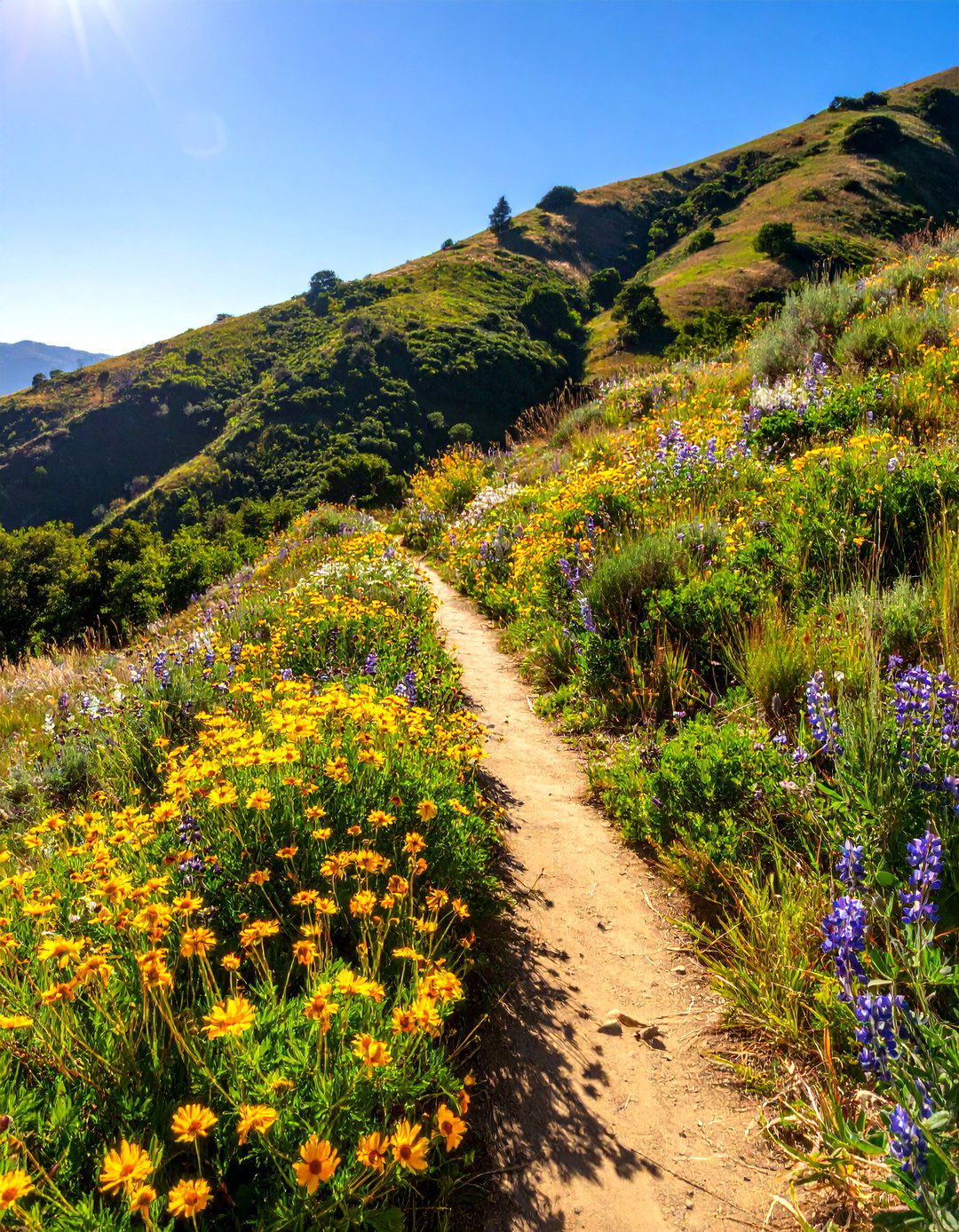 The Native Plant Sanctuary - 30 hillside landscaping ideas on a budget