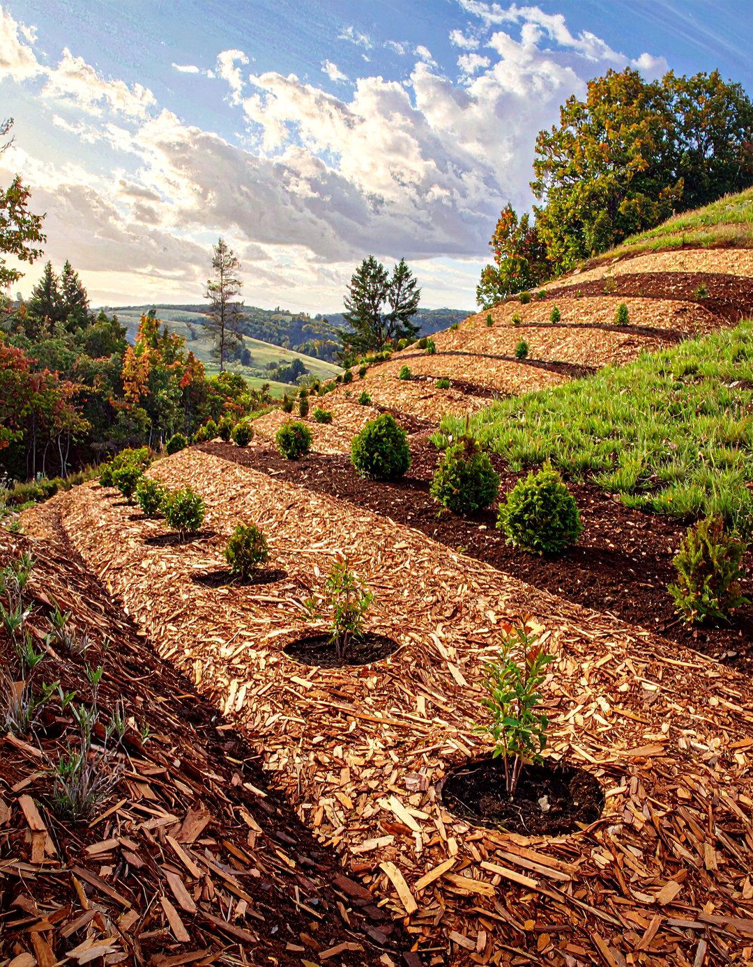 The Sheet Mulching Method - 30 hillside landscaping ideas on a budget