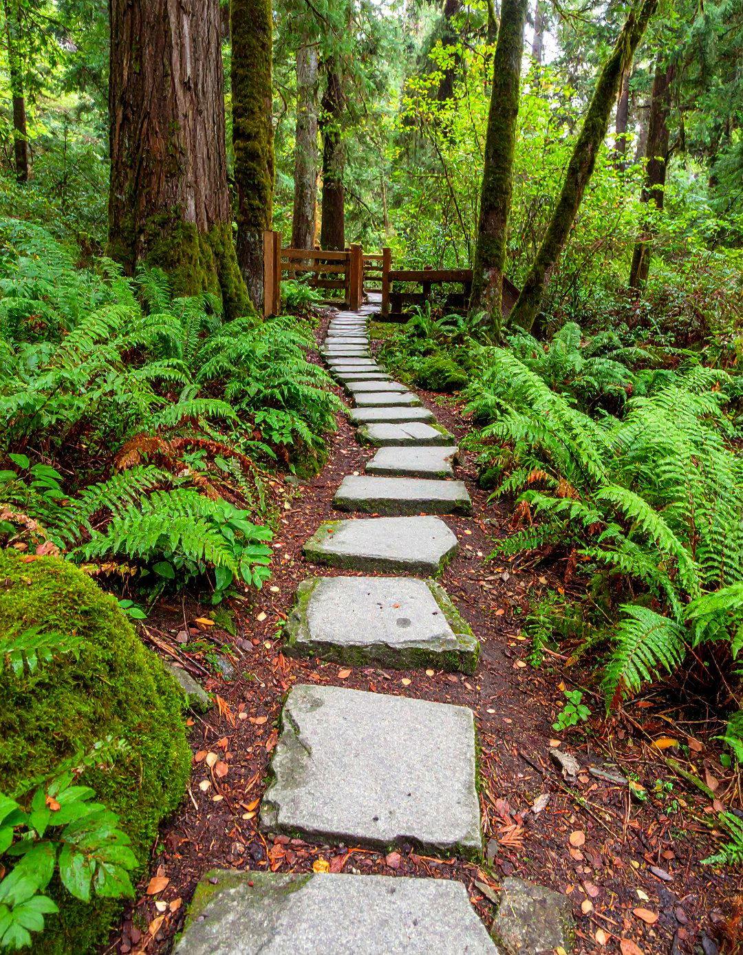 The Woodland Fern and Moss Walkway - 30 front walkway landscaping ideas