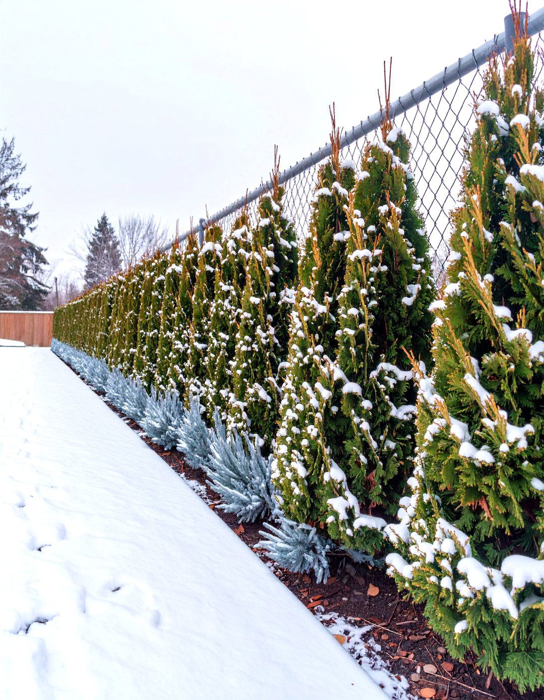 Using Evergreen Shrubs for a Year Round Fence Line Screen - 30 simple fence line landscaping ideas