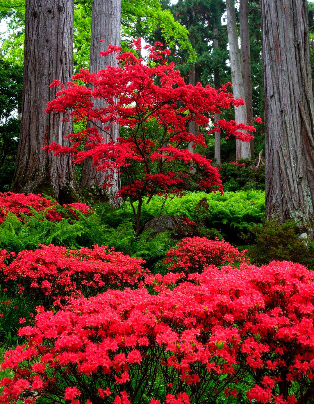 Using Red Twig Dogwood in a Woodland Garden - 30 red twig dogwood landscape design ideas
