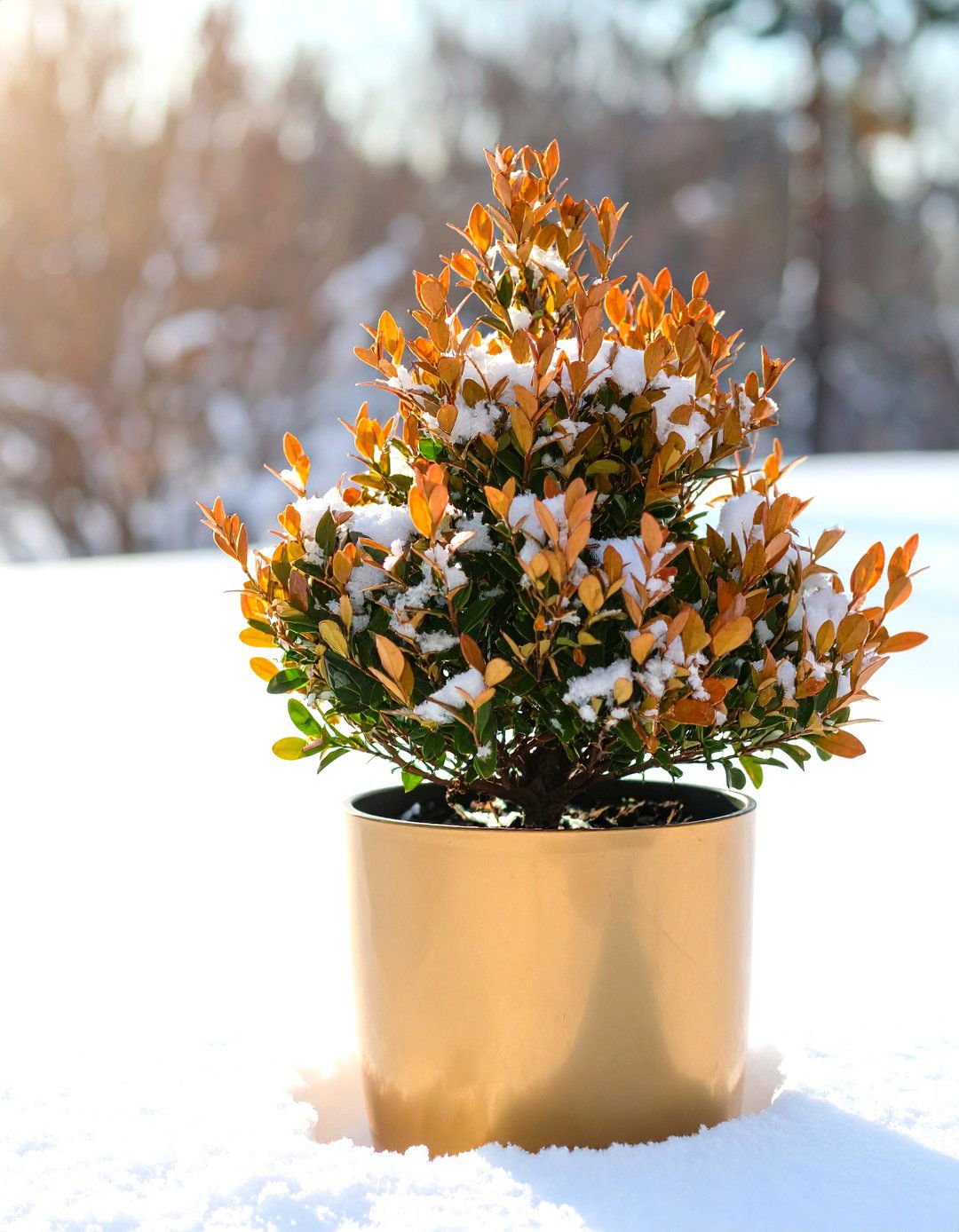 Winter Gem Boxwood in a Tall Planter - 30 outdoor winter planter ideas