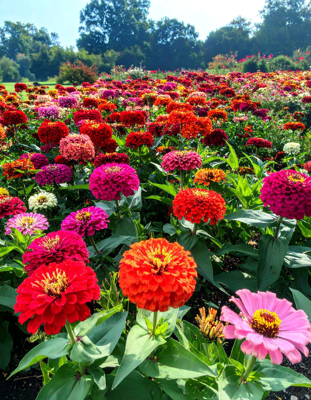 Zinnia Garden with Ornamental Grasses - 30 zinnia garden ideas