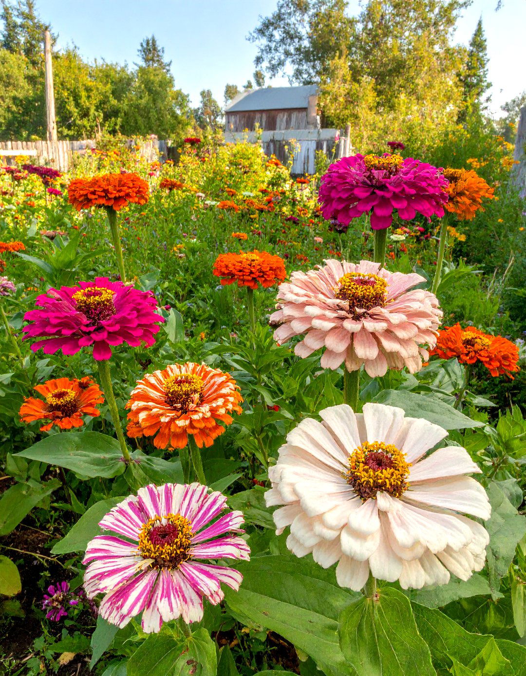 Zinnia Pathway Lining - 30 zinnia garden ideas
