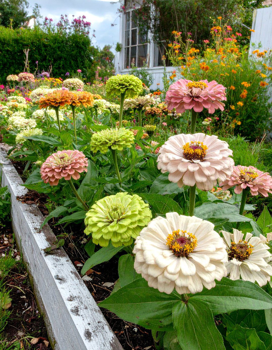 Zinnia and Salvia Companion Planting - 30 zinnia garden ideas