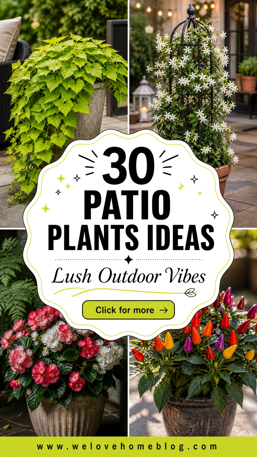 30 Best Patio Plants Ideas for a Lush Outdoor Space - 30 Best Patio Plants Ideas for a Lush Outdoor Space
