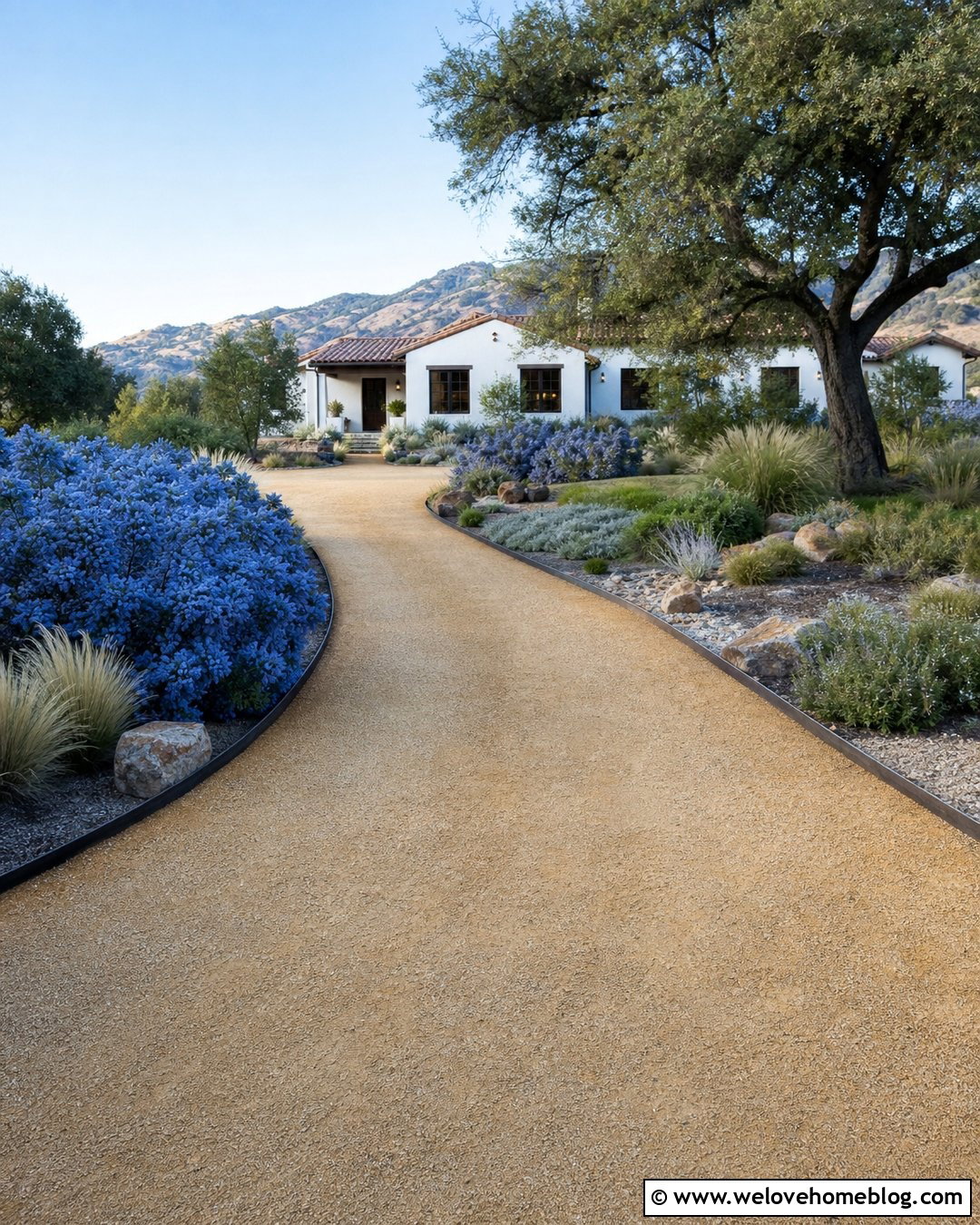 Ceanothus Shrubs Along A Dry Driveway - 25 Driveway Shrubs Ideas