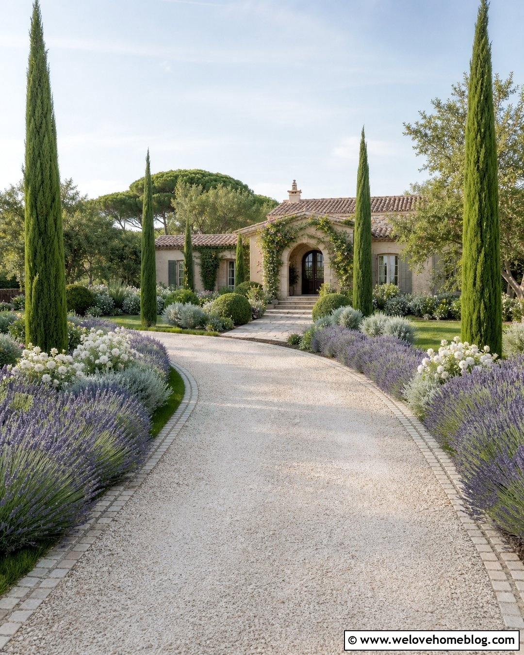 Cypress Driveway With Lavender And White Roses - 20 cypress tree lined driveway ideas