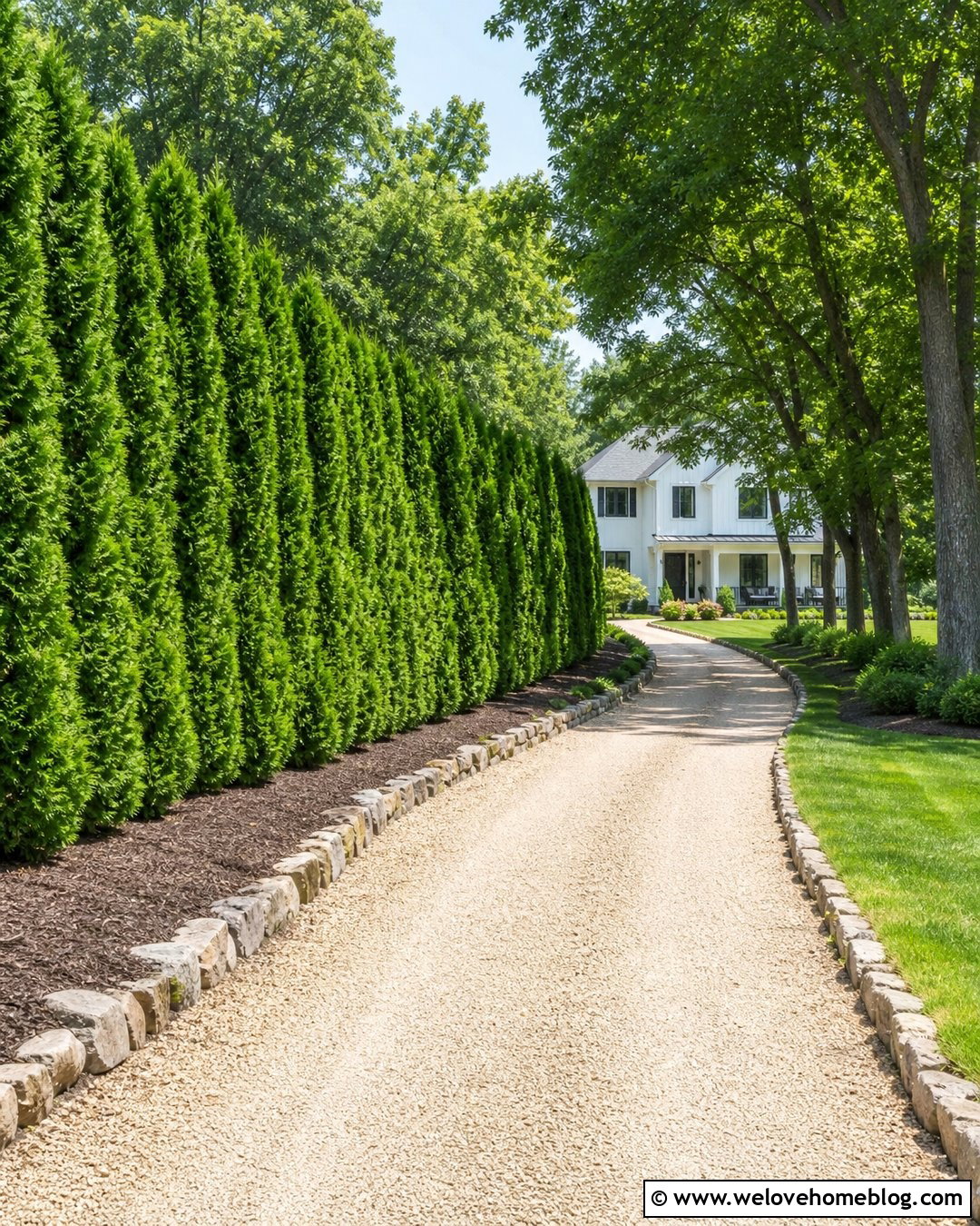 Green Giant Privacy Hedge Along Gravel Driveway - 20 Privacy Hedge Along Driveway Ideas