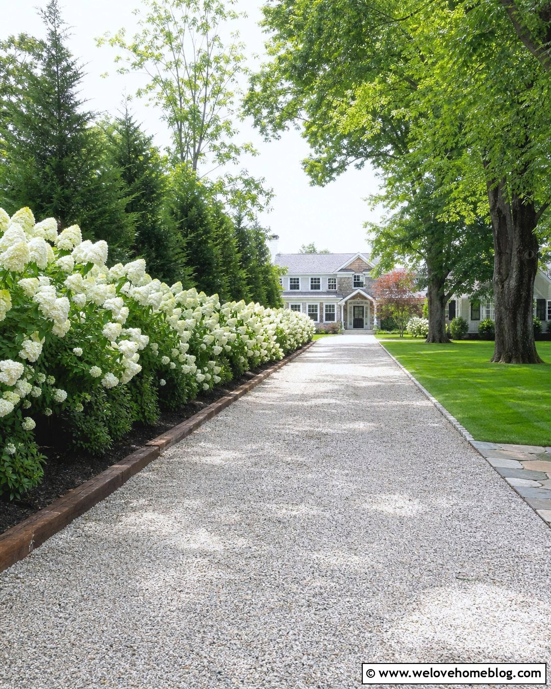 Hydrangea Driveway Privacy Hedge - 25 hydrangea driveway ideas
