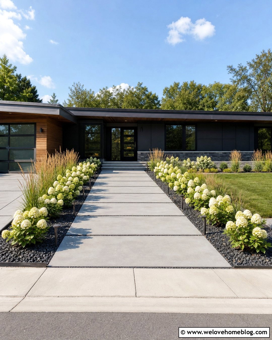 Hydrangeas and Ornamental Grass Along a Modern Driveway - 20 Hydrangeas Along Driveway Ideas