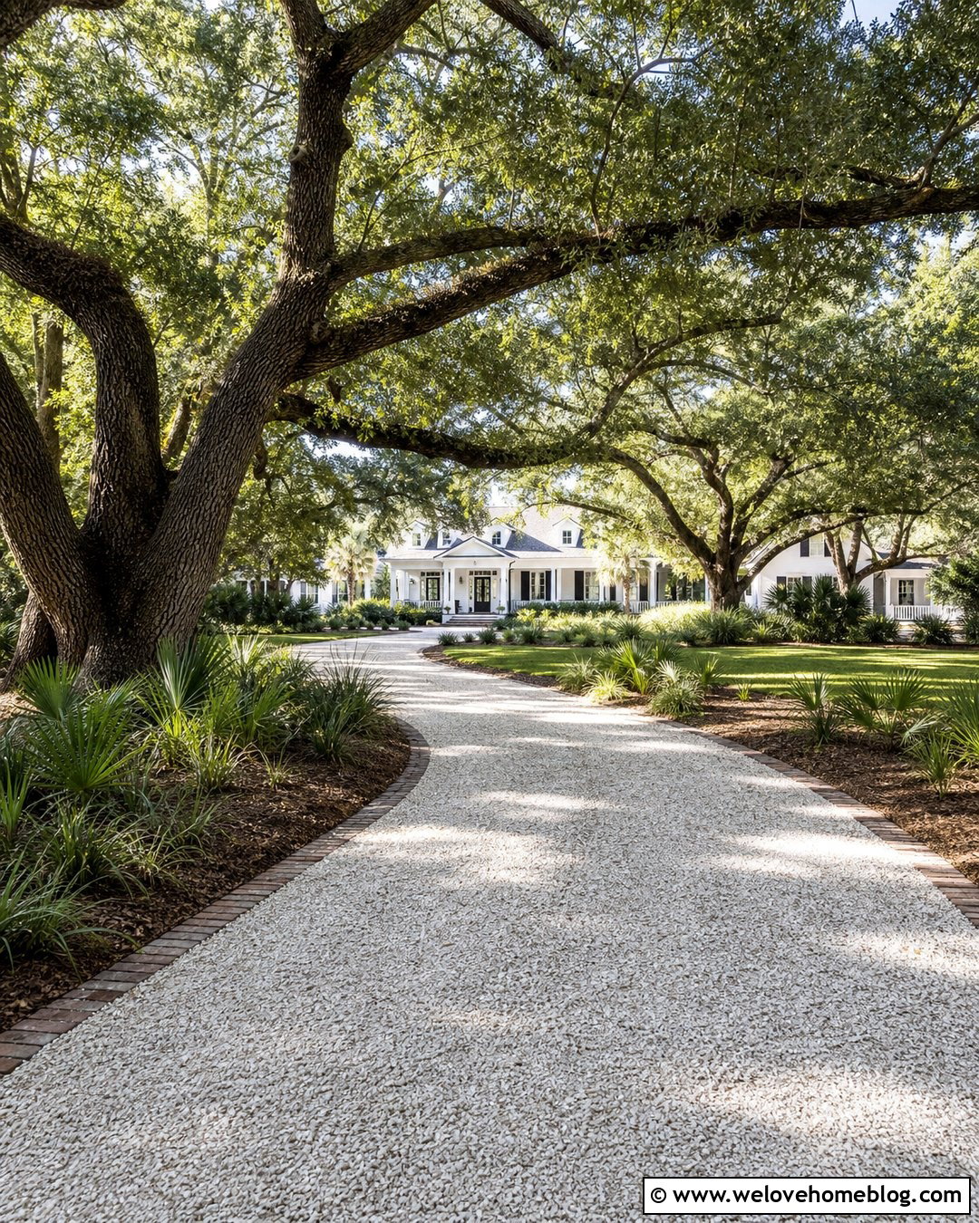 Live Oak Tree Lined Shell Driveway - 40 Tree Lined Driveway Ideas