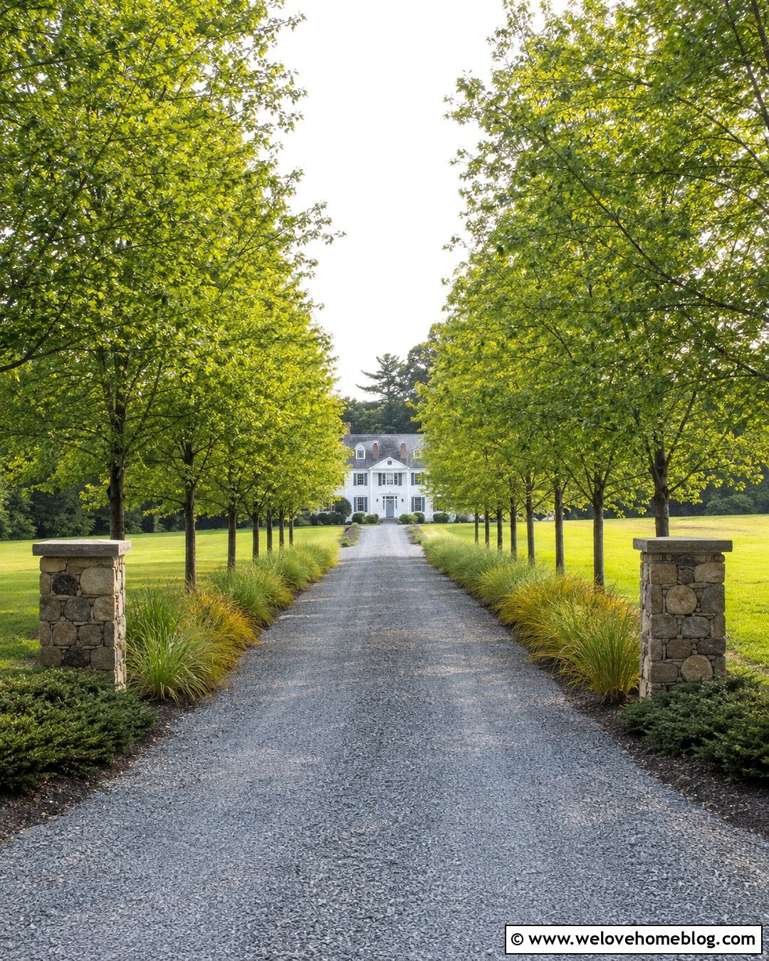 Long Driveway Entrance With Tree Rows - 20 Driveway Landscape For Entrance Ideas