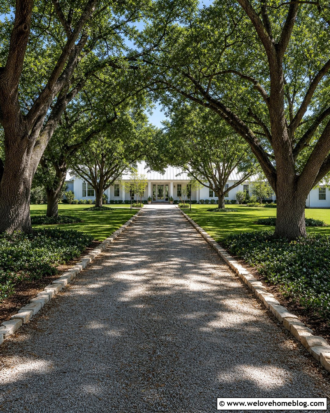 Oak Tree Lined Gravel Driveway - 40 Tree Lined Driveway Ideas